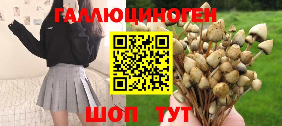 Холмск  Псилоцибиновые грибы Cubensis  Вход с VPN 